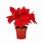 FLOR NAVIDAD ROJA 20X26CM.